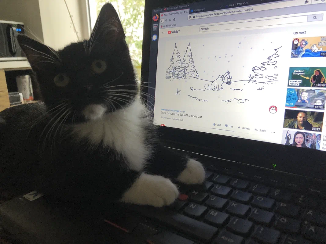 Cat picture of the day