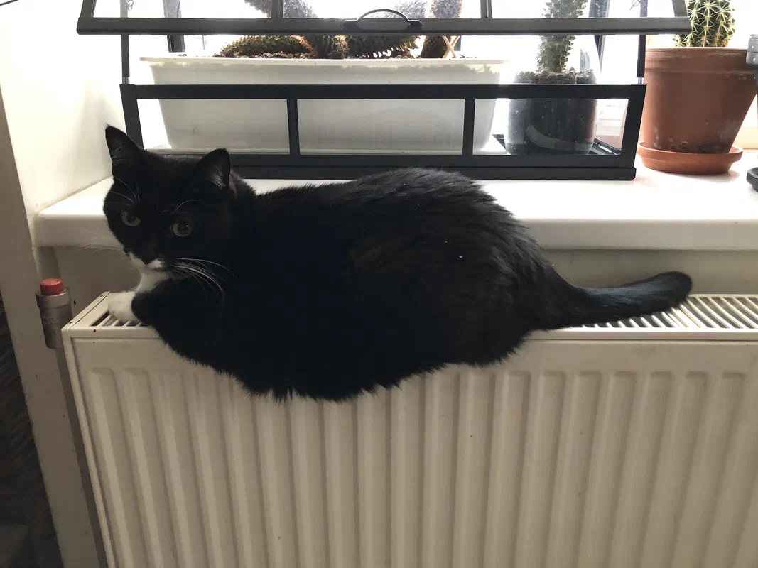 Cat picture of the day