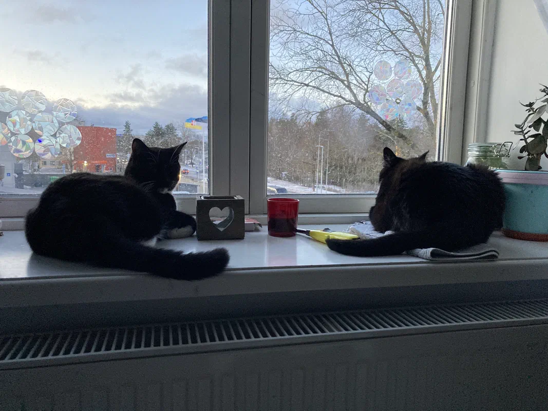 Cat picture of the day