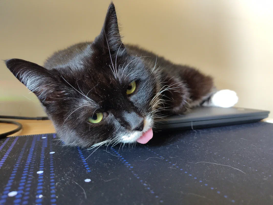 Cat picture of the day