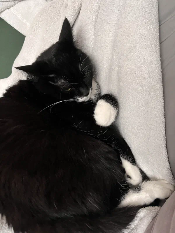 Cat picture of the day
