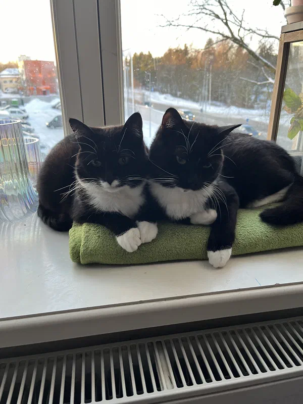 Cat picture of the day