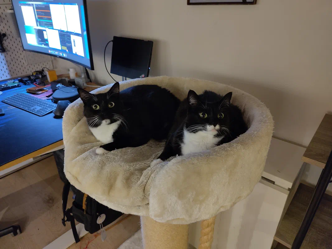 Cat picture of the day