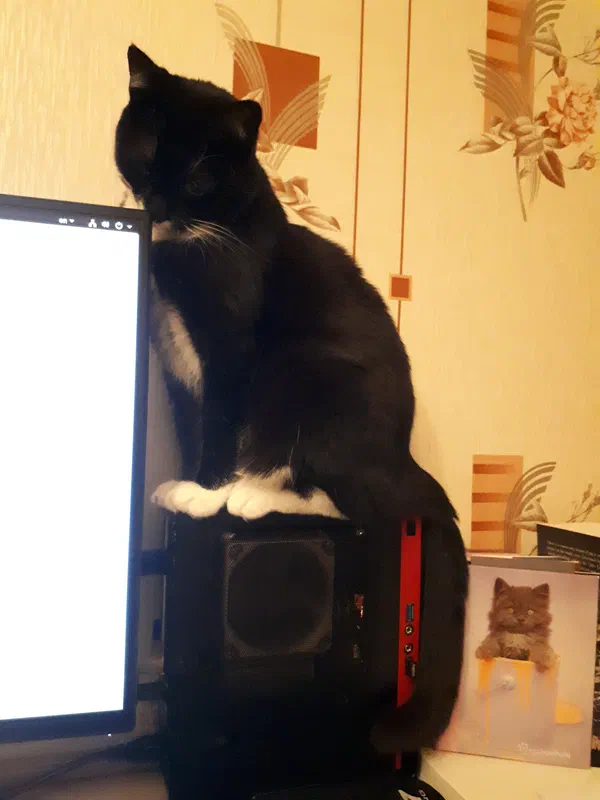 Cat picture of the day