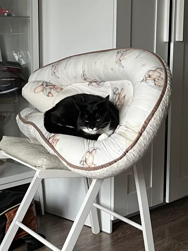 Cat picture of the day