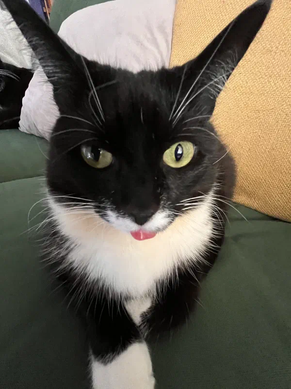 Cat picture of the day