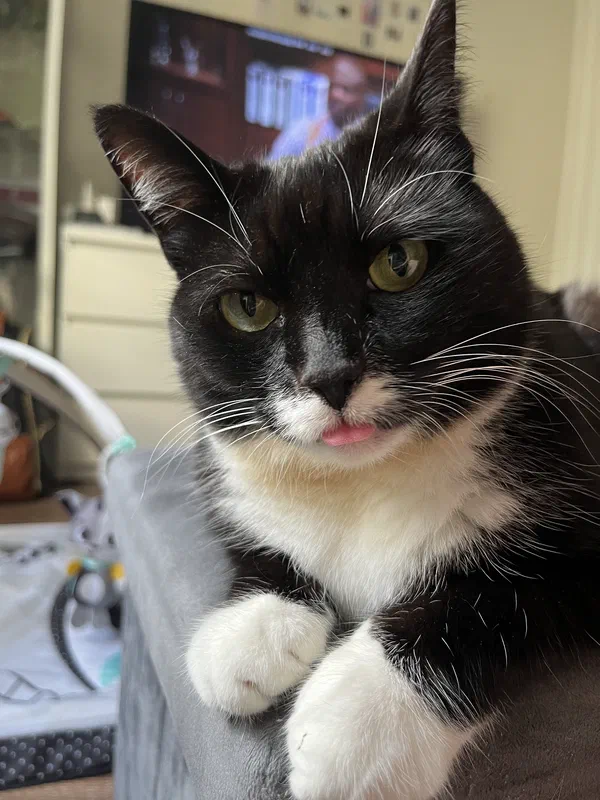 Cat picture of the day