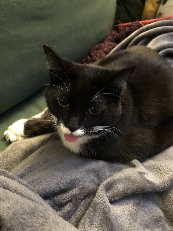 Cat picture of the day