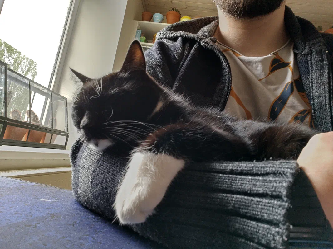 Cat picture of the day