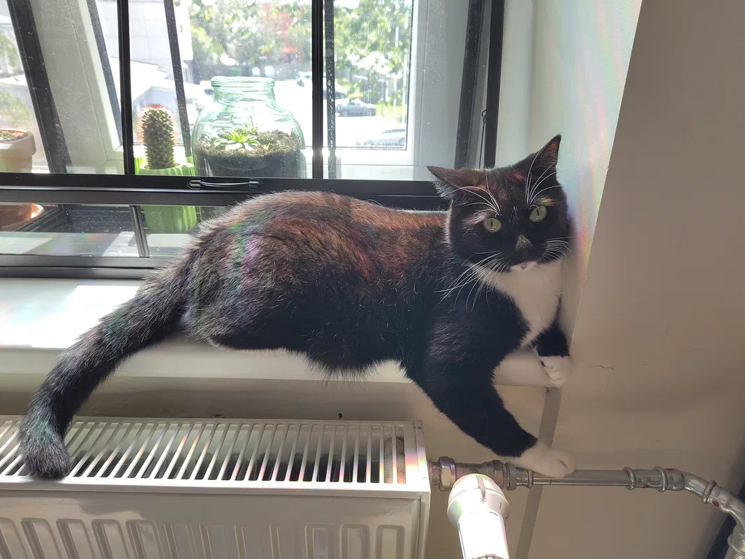 Cat picture of the day