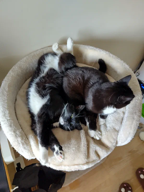 Cat picture of the day