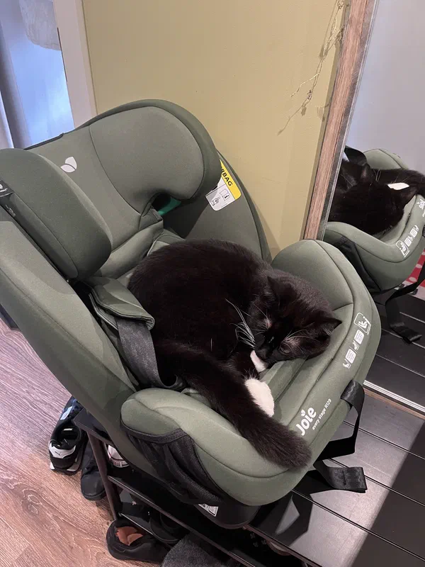 Cat picture of the day