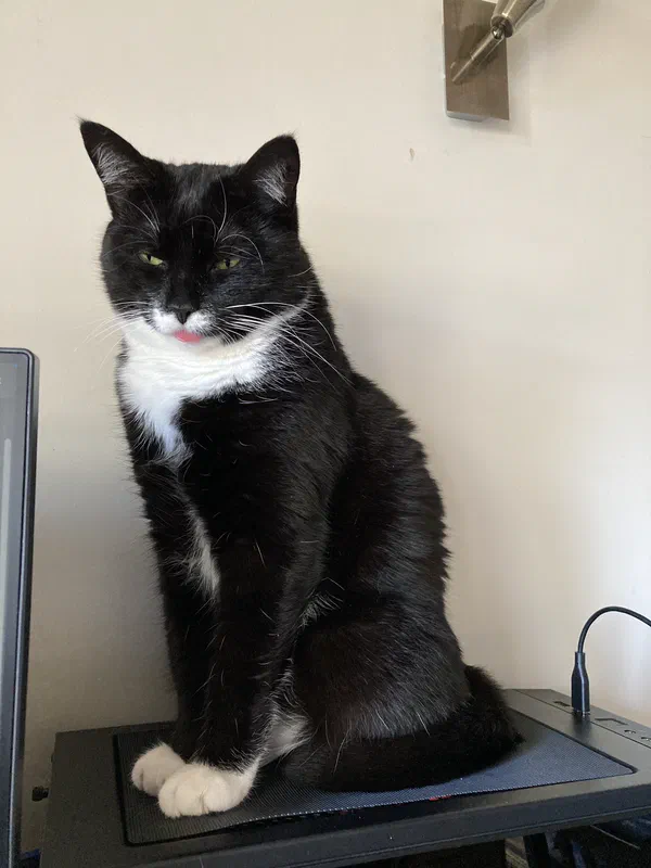Cat picture of the day