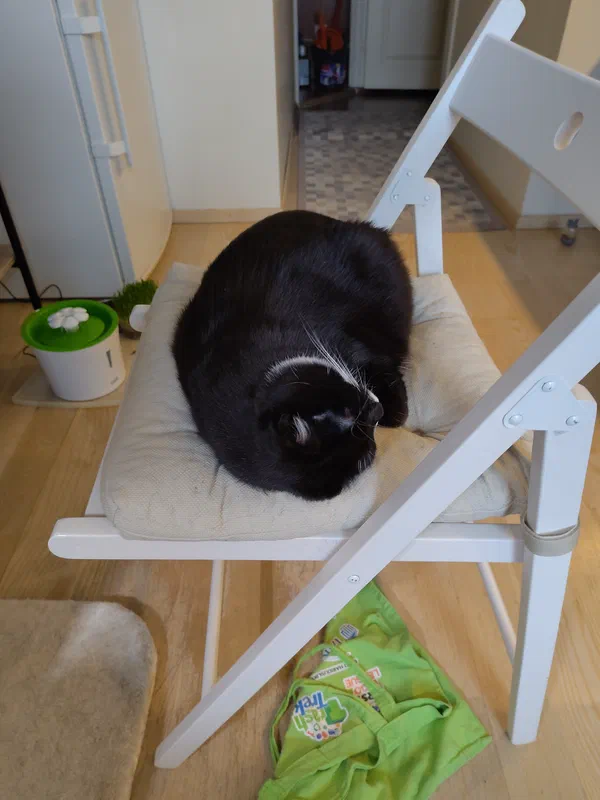 Cat picture of the day