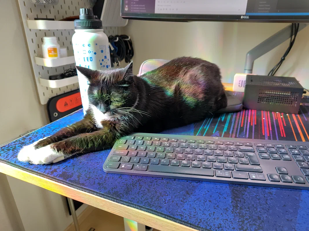 Cat picture of the day