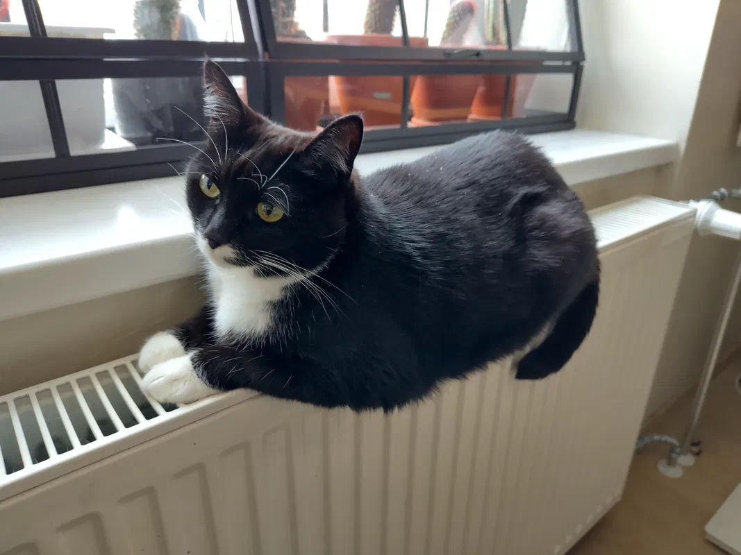 Cat picture of the day