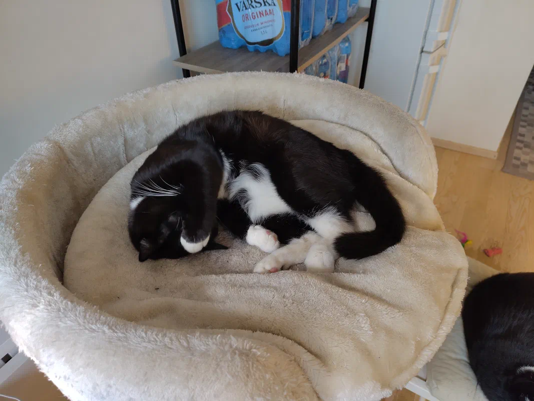 Cat picture of the day