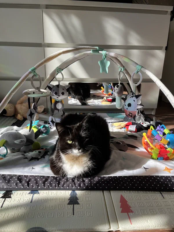 Cat picture of the day
