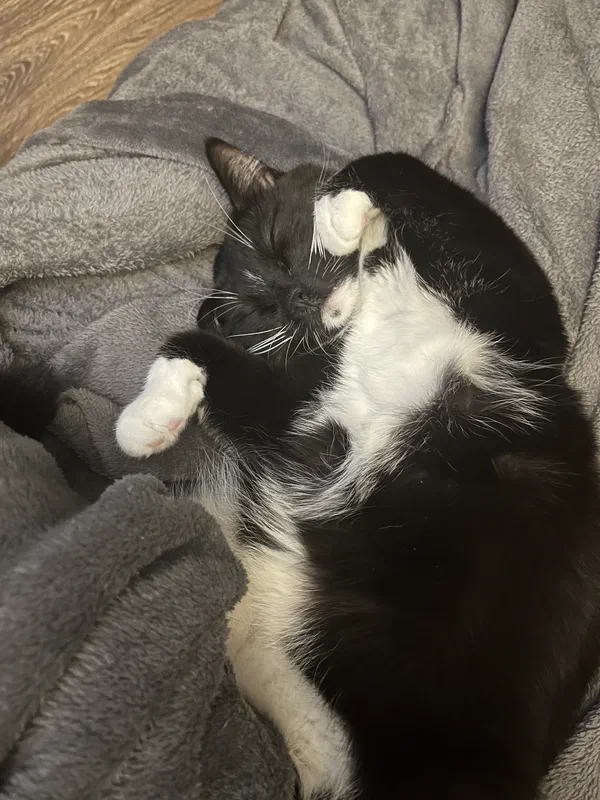 Cat picture of the day