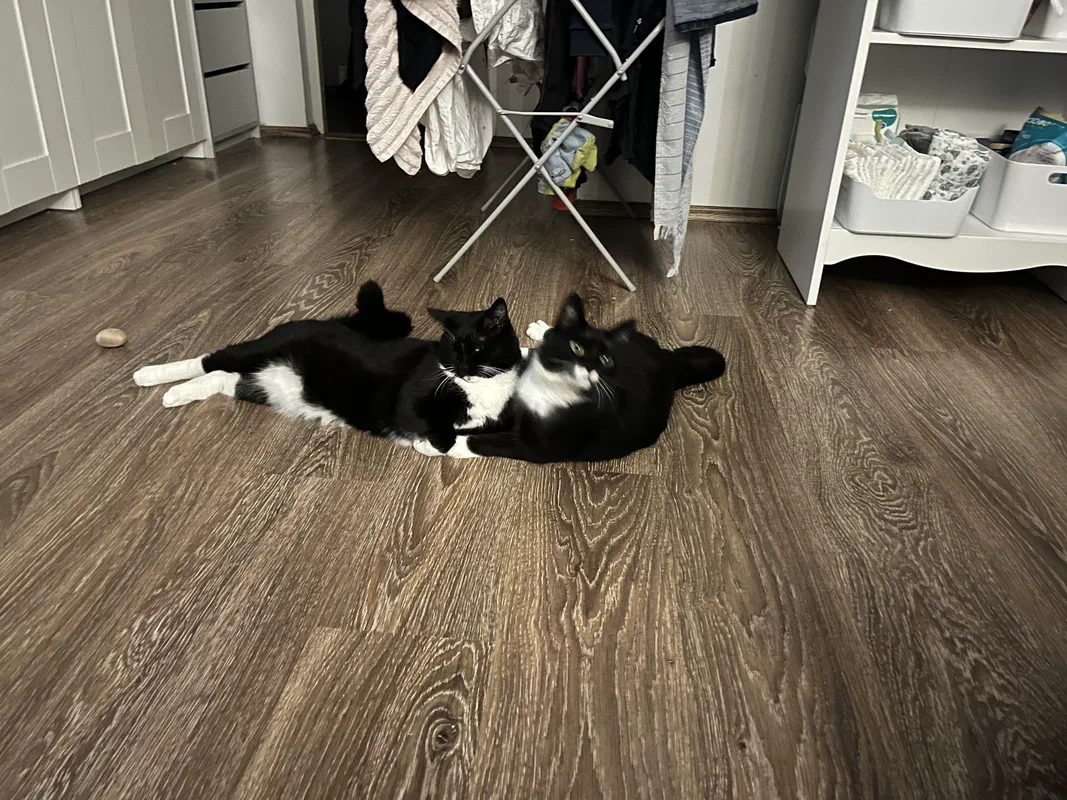 Cat picture of the day