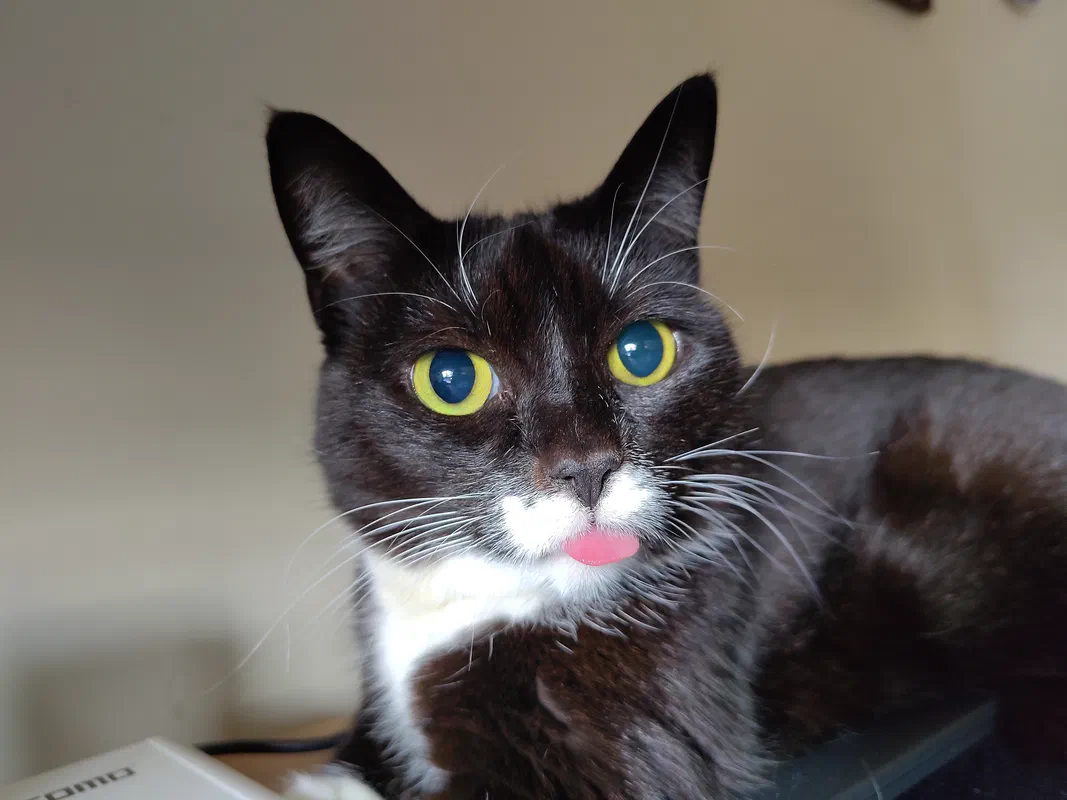 Cat picture of the day