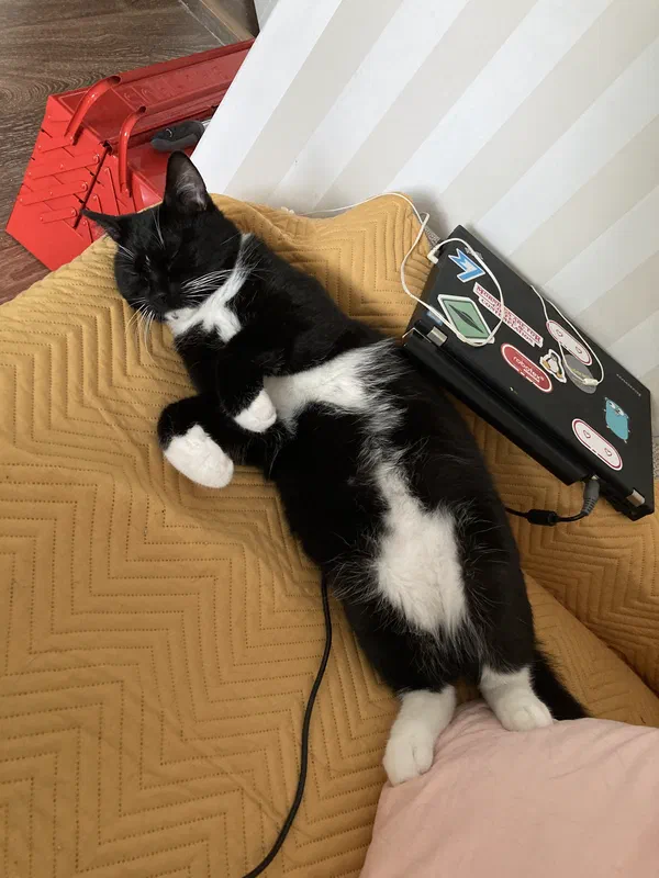 Cat picture of the day