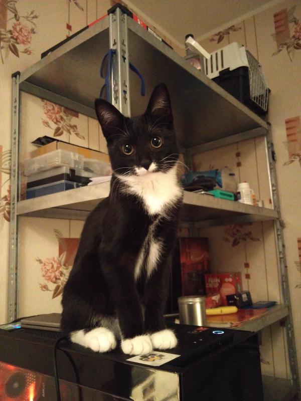 Meet Tux, the data loss queen. Hopefully makes up for the fact that I don't have a
picture of those two setups.