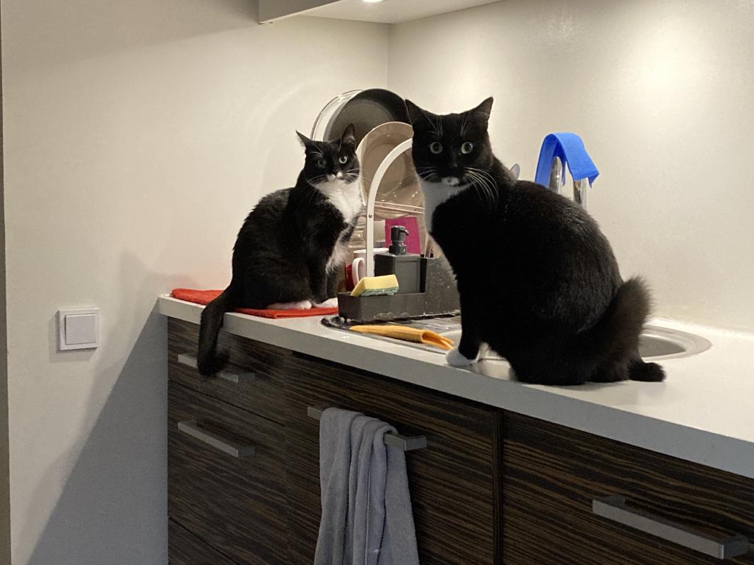 Tux and Põssa. Põssa can be roughly translated to "Piggy" in English. I'll let you guess how he got that name.