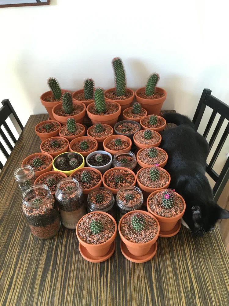 Peak cacti. For now.