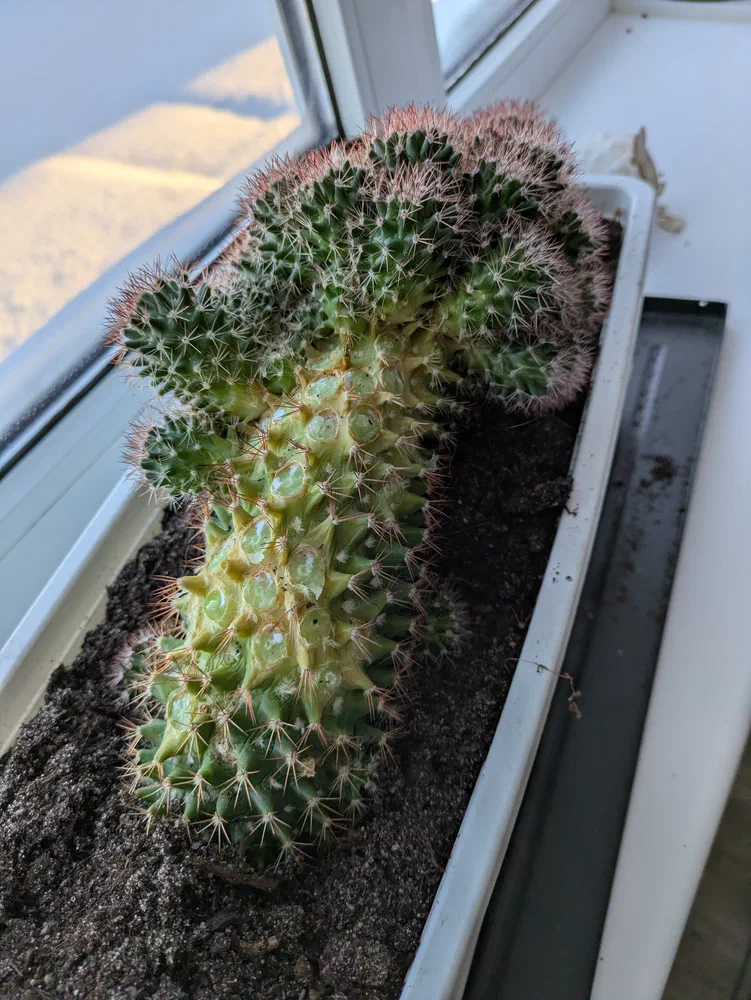 This is how new cacti are born, or one of the ways to be precise.