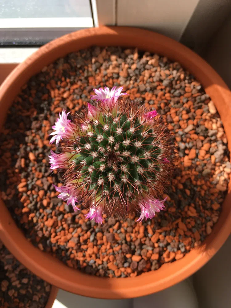 Top-down view of my cactus blooming.