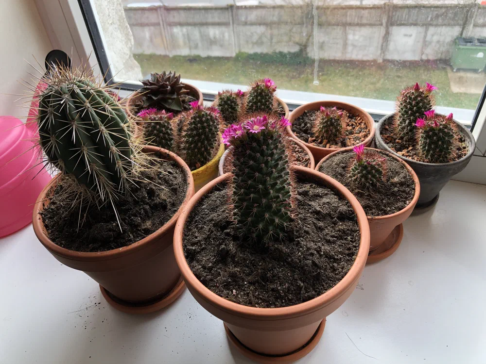 They look lovely when blooming.