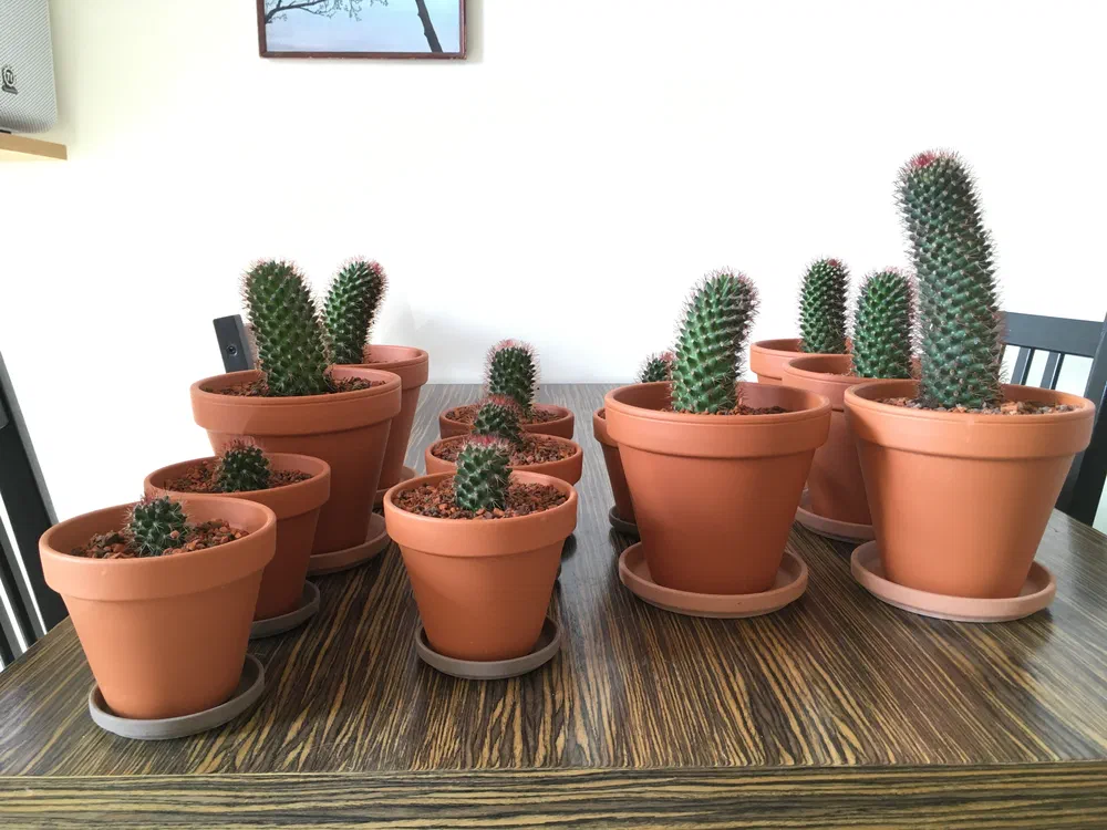 Oh god they're multiplying.
