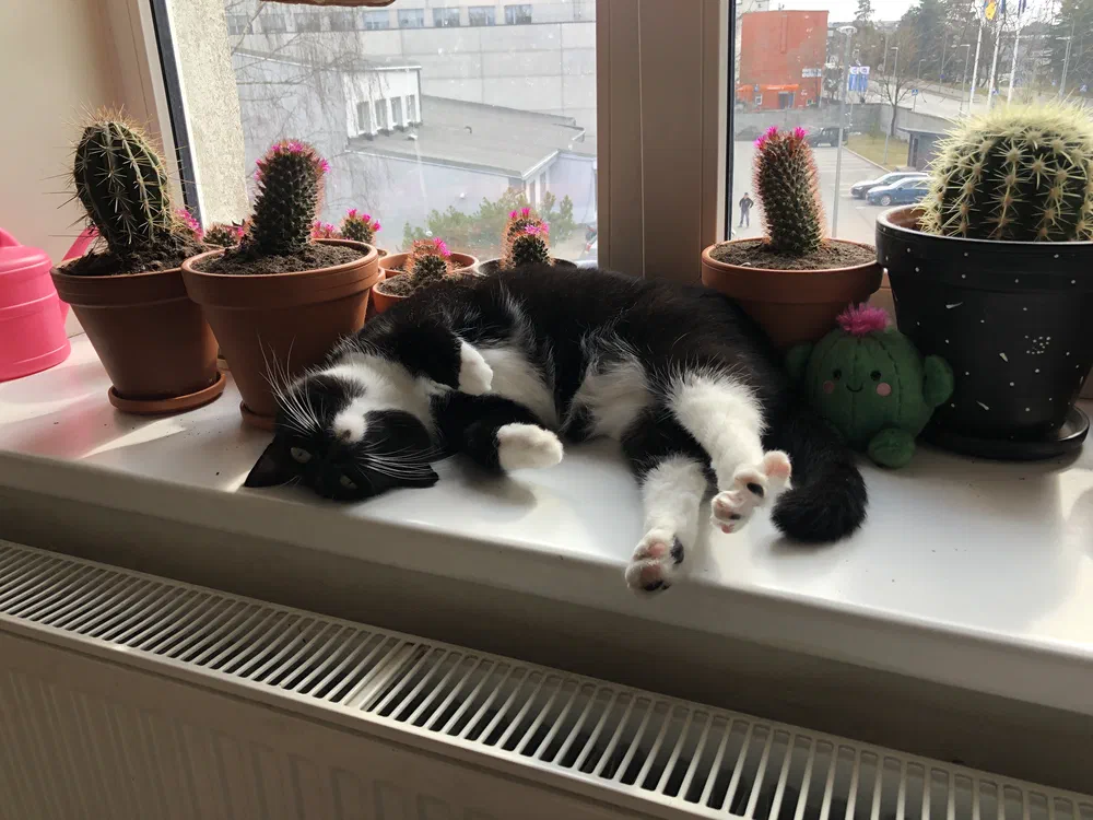 Cat. Cactus. Catcus.