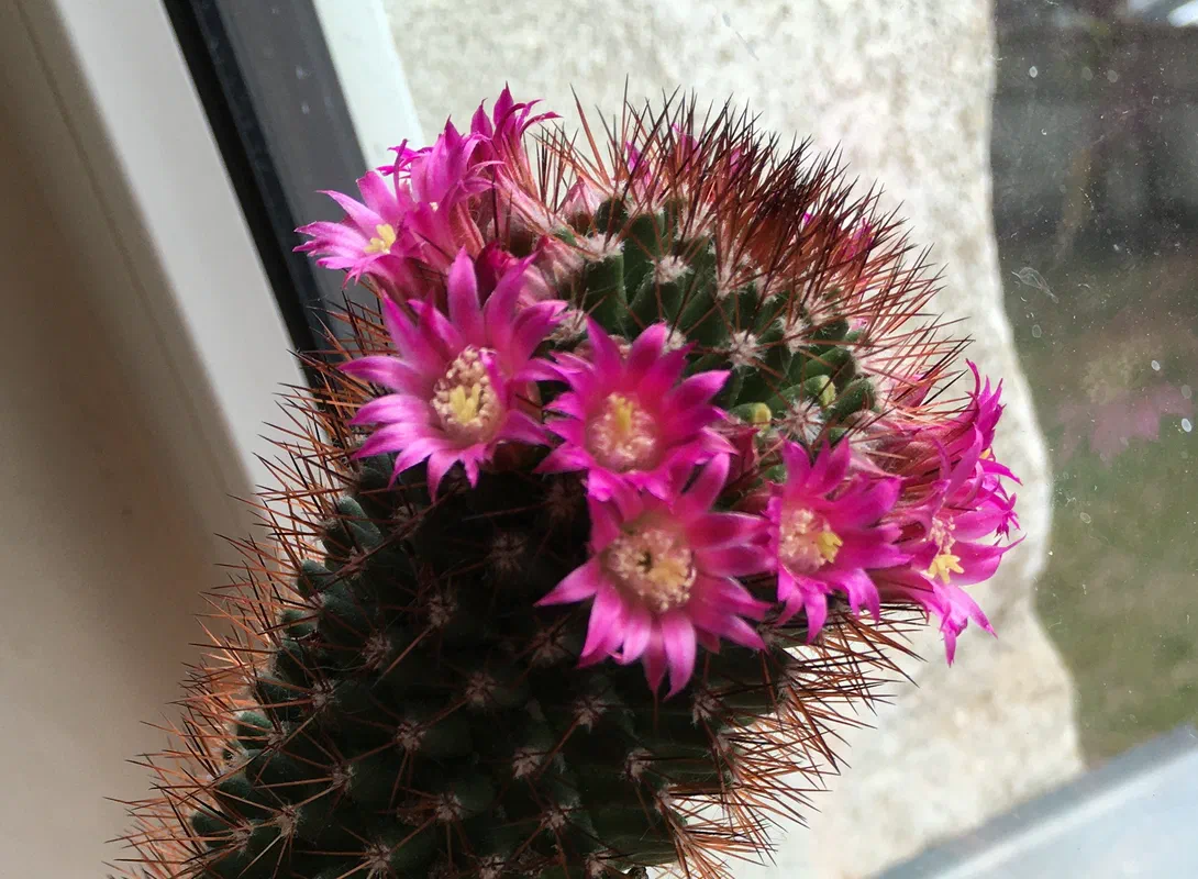 I guess I'm a cactus farmer now
