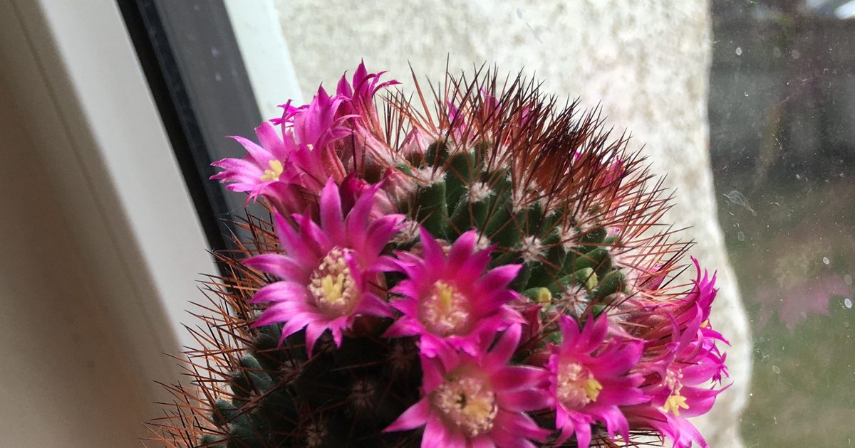 I guess I'm a cactus farmer now