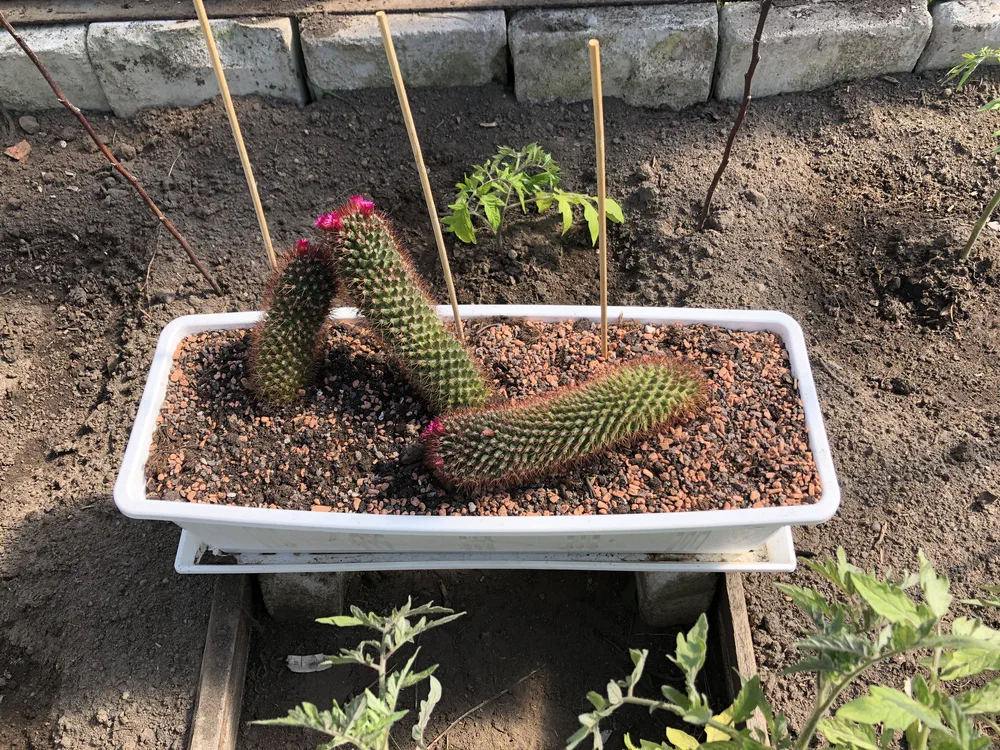 These cacti absolutely love being in a greenhouse.