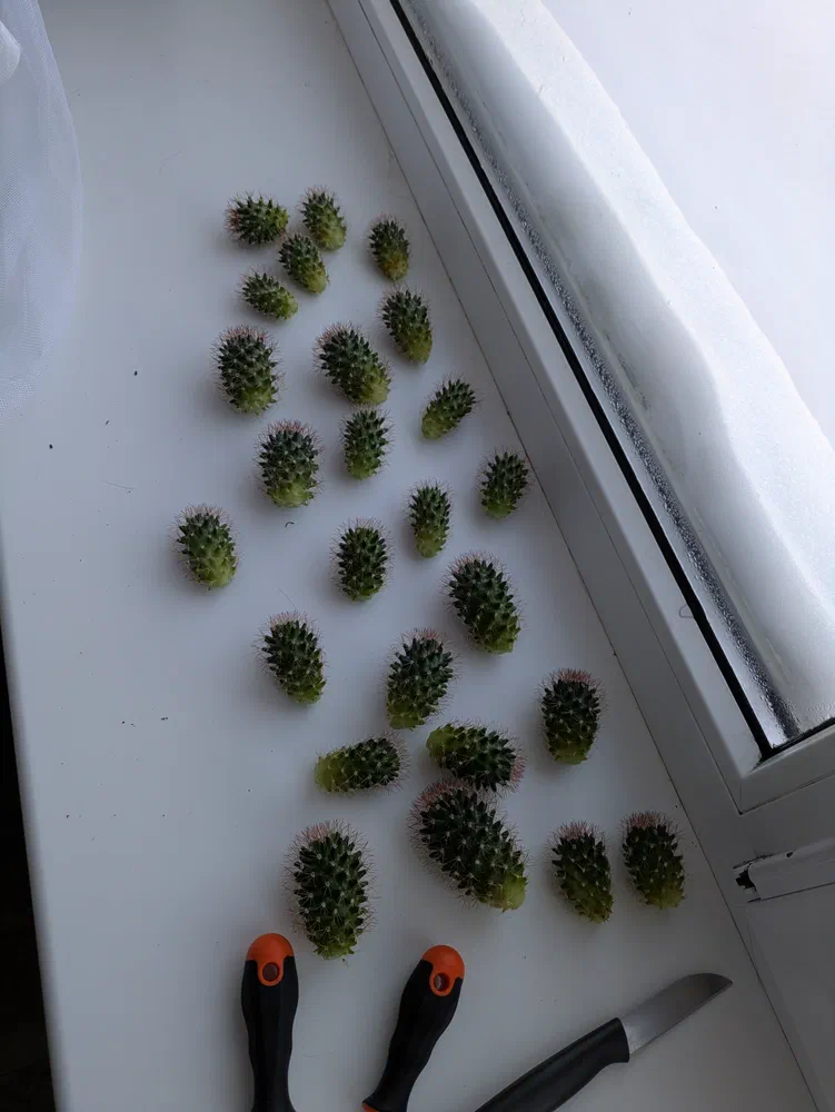 Pop, pop, pop they go.